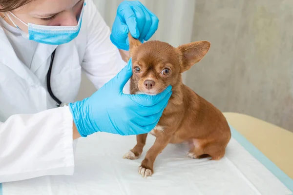 Badanie psa w klinice weterynaryjnej. Lekarz sprawdza uszy małego Chihuahua.. — Zdjęcie stockowe
