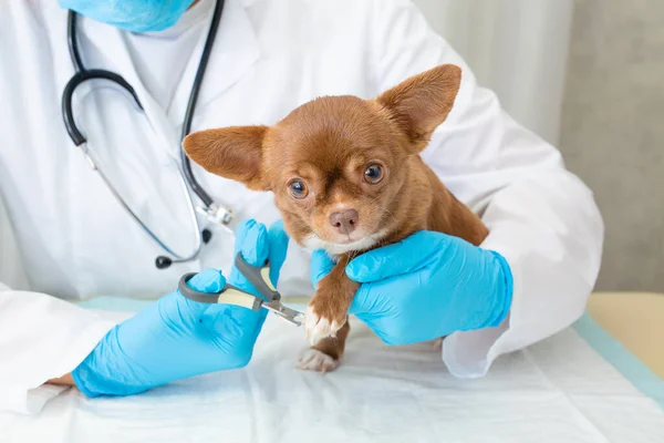 Cutting the dogs claws in veterinary medicine. Doctor cuts little Chihuahuas claws