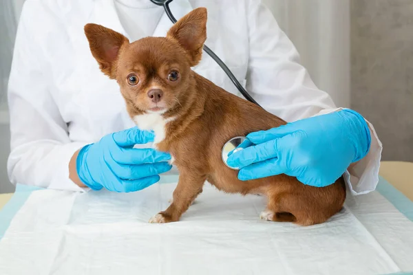 Veterinární lékař zkoumá čivavu štěně se stetoskopem. Selektivní zaměření na psa. — Stock fotografie