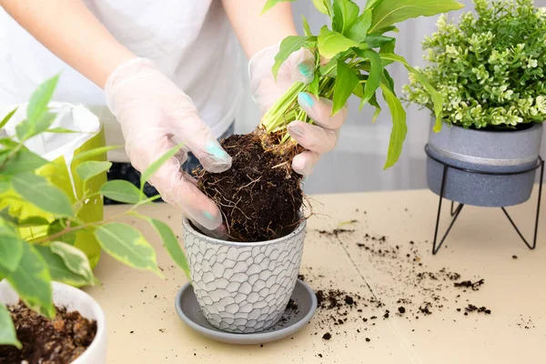 Transplantation de plantes. Transplantation de plantes d'intérieur, spathiphyllum dans un pot. Étape 3 — Photo