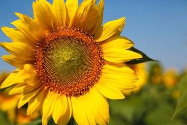 Güneşli bir günde mavi gökyüzünün arka planına yakın çekim yapan ayçiçeği. Yan görünüm.
