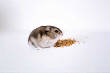 Küçük bir hamster beyaz arka planda kuru yiyecekler yer..