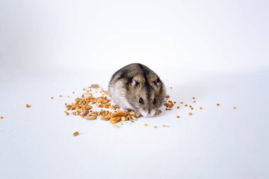 Küçük bir hamster beyaz arka planda kuru yiyecekler yer..