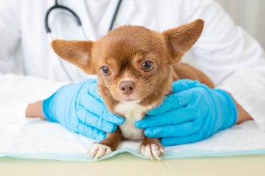 Veteriner, steteskoplu bir chihuahua köpeğini muayene ediyor. Köpeğe odaklan..