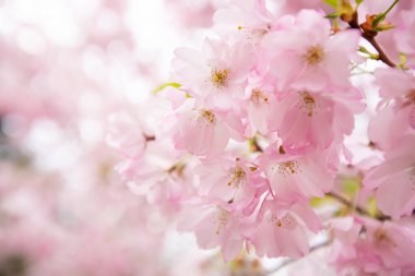 Bulanık arka planda güzel pembe sakura çiçekleri, yakın plan. Metin için boşluk