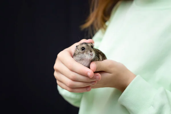 Little grey dwarf hamster on girls hand. Close-up portrait Dzungarian. —  Fotos de Stock