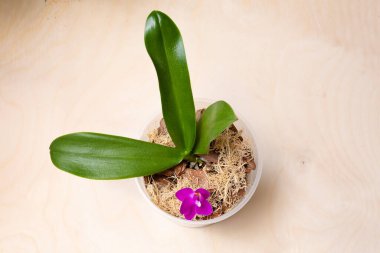 Evde orkide yetiştirmek için. Sall bebek orkideleri için toprak ve substrat, küçük genç bitkiler, saksıda orkide tohumları. Yüksek kalite fotoğraf