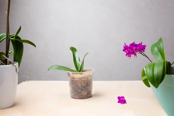 Выращивание Орхидей Дома Почва Подложка Соломенных Орхидей Маленькие Молодые Растения — стоковое фото