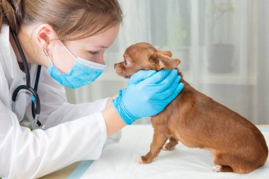 Veteriner, steteskoplu bir chihuahua köpeğini muayene ediyor. Köpeğe odaklan..