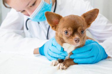 Veteriner, steteskoplu bir chihuahua köpeğini muayene ediyor. Köpeğe odaklan..