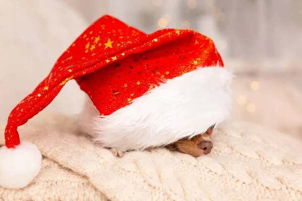 Großaufnahme des niedlichen kleinen Weihnachtshundes Chihuahua, der auf dem Bett liegt. Es tut gut, zu Hause zu sein — Stockfoto