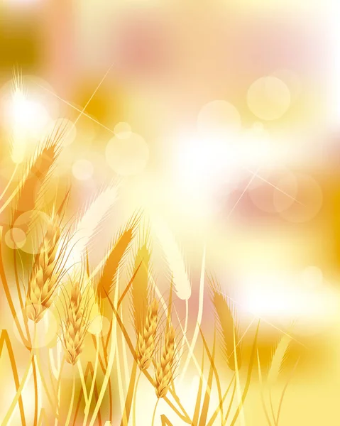 Pšeničné Ilustrace Gradient Pozadí — Stockový vektor