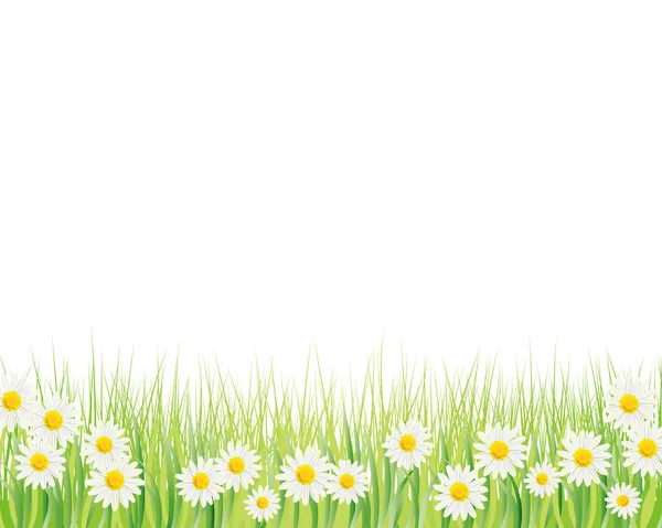 White daisy background — Stock Vector