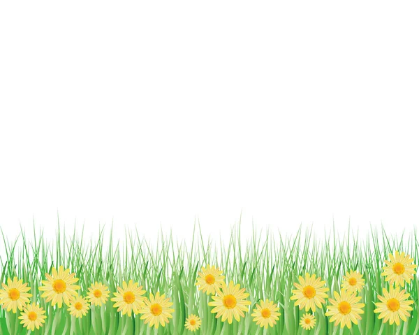 Daisy background — Stock Vector