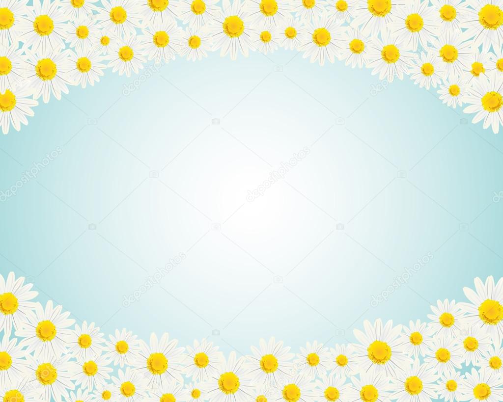 White daisy background