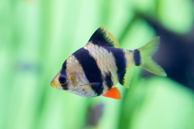  barbus puntius tetrazona