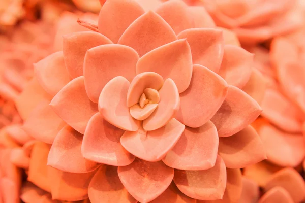 Cactus, close-up, macro, orange toning — Stock Photo, Image