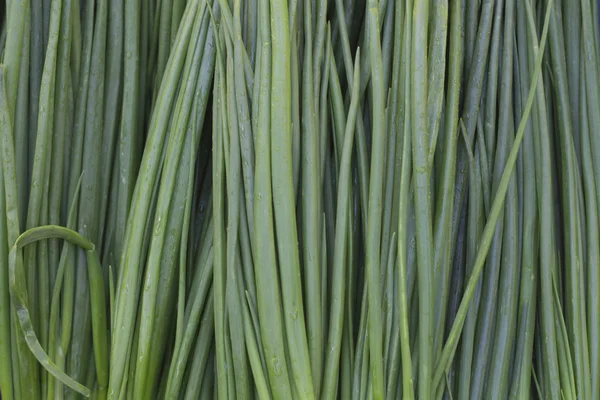 Zelená cibule. Proužkované zelené pozadí — Stock fotografie