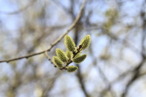 開花の柳の木の春の風景 — ストック写真