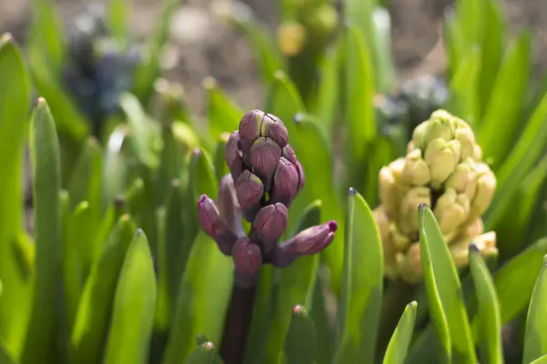 Hyacinths bloom in the spring, close-up — Stock Photo, Image