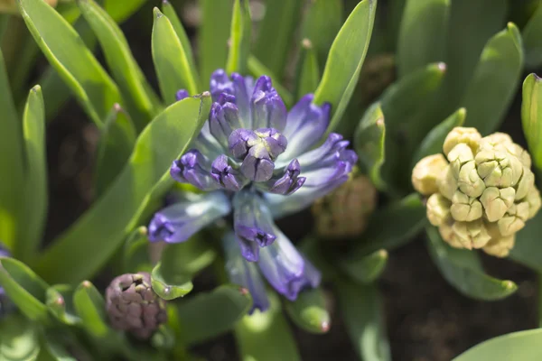 ヒヤシンスが咲いて、春クローズ アップ — ストック写真