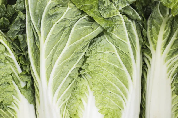 白菜のクローズ アップ — ストック写真