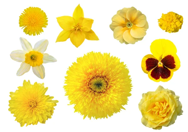 Колекція жовтих квітів ізольовані на білому тлі — стокове фото