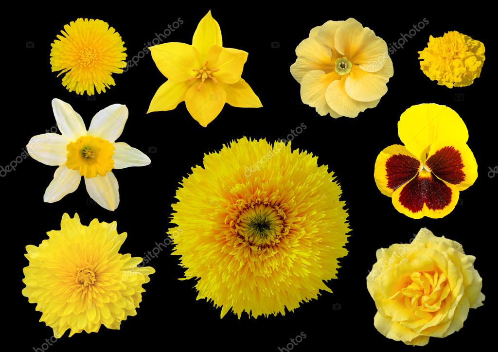 Collection Of Yellow Flowers Isolated On Black Background Stock