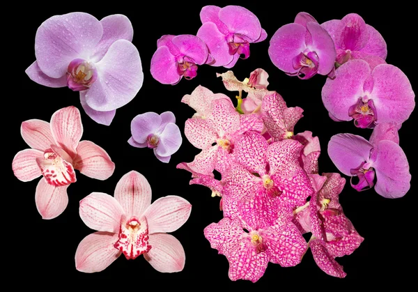Colección de orquídeas aisladas sobre fondo blanco — Foto de Stock