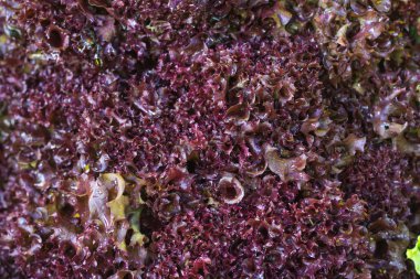 Kırmızı yaprak marul farmer's Market