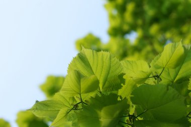 Ihlamur ağacı gökyüzü genç taze yeşil yaprakları
