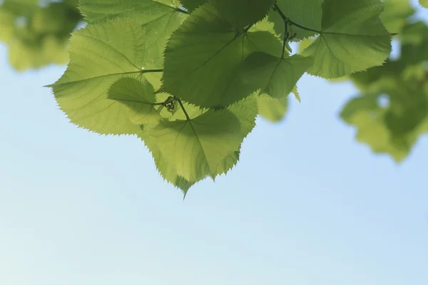 Young fresh green leaves of Linden tree against the sky — Stock Photo, Image