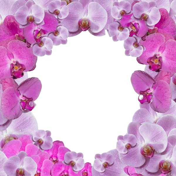 Collage floral: marco de orquídeas rosa y púrpura — Foto de Stock