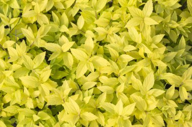 Alanlara japonica Golden Princess 