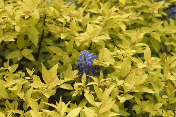 Spiraea japonica Golden Princess — Stock Photo, Image