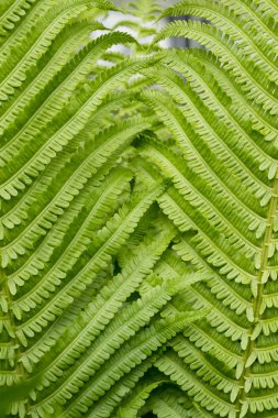 Bir arka plan vrtical kullanmak için bir fern Closeup