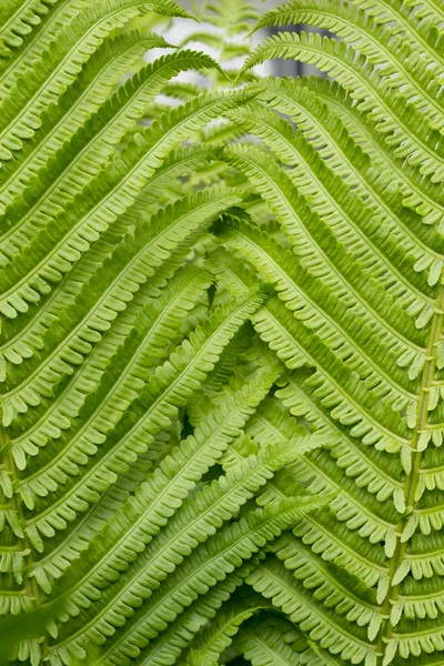 Close up of a fern to use as a background vrtical — стоковое фото