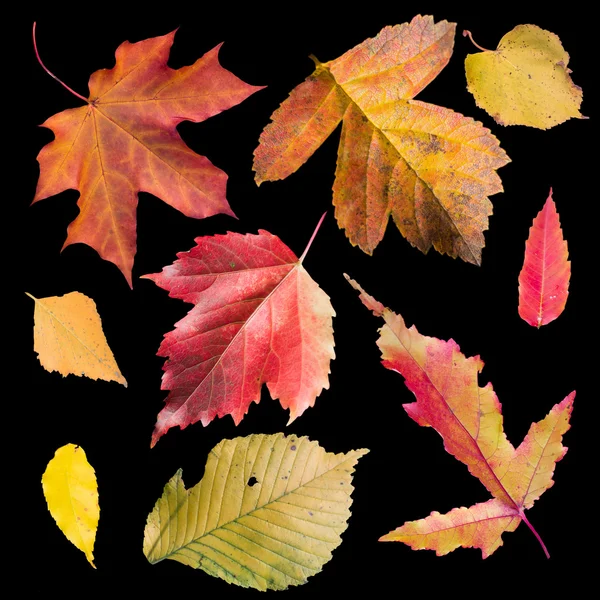 Collection of autumn leaves isolated on black background — Stock Photo, Image