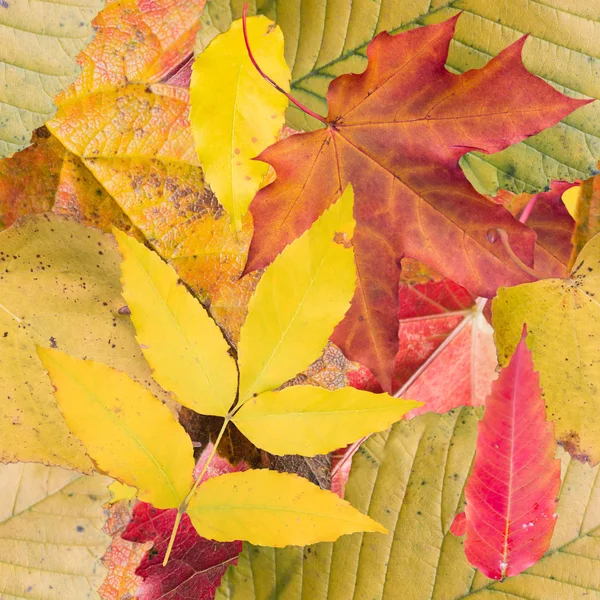 Seamless background with autumn leaves — Stock Photo, Image