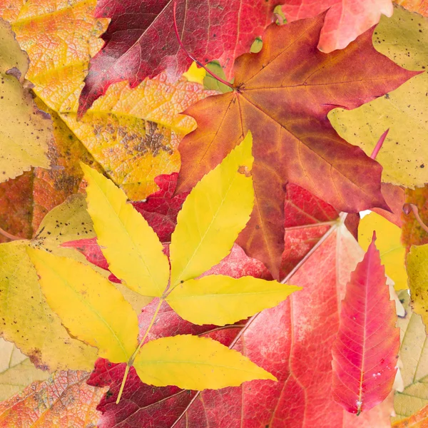 Бесшовный фон с осенними листьями — стоковое фото