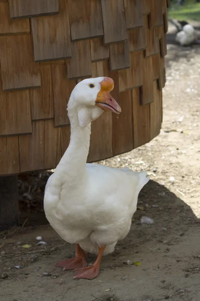 Weiße Gans auf dem Hof — Stockfoto