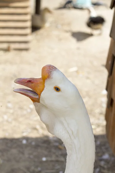 Primer plano de la cabeza de ganso blanco . — Foto de Stock