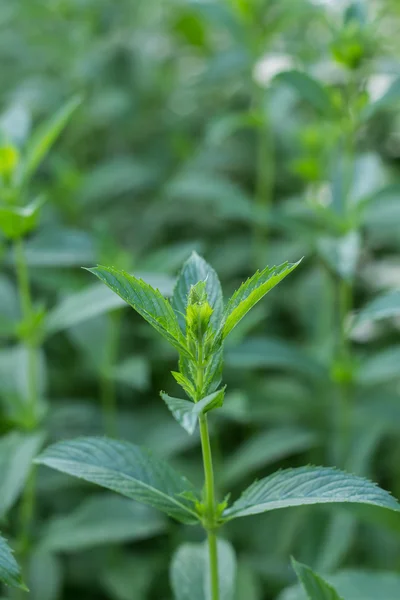 Peppermint growing in the Apothecary garden — Stock Photo, Image