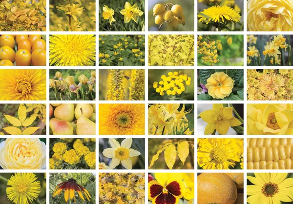 Natürliche gelbe Collage von Pflanzen, sechsunddreißig Elemente, horizontal — Stockfoto