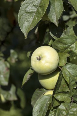 bir dalda yeşil elmalar 