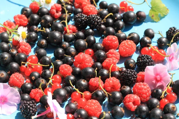 Sommer Hintergrund der reifen Beeren. — Stockfoto