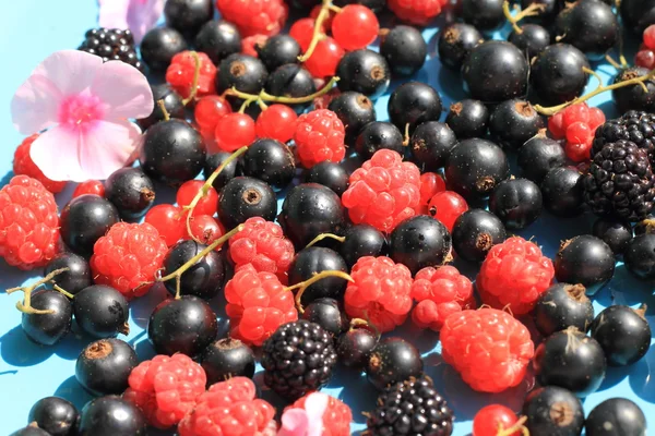 Summer background of ripe berries. — Stock Photo, Image