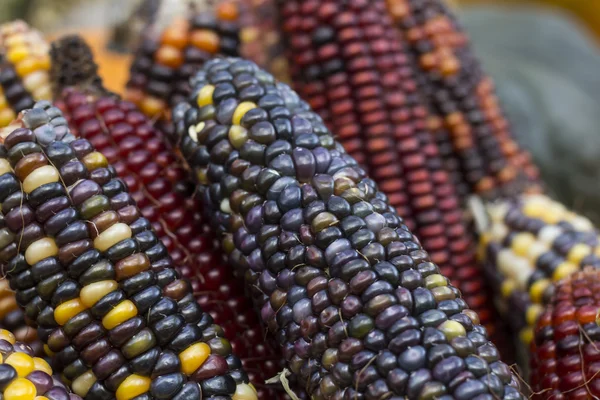 複数の色の秋の市場でトウモロコシ — ストック写真