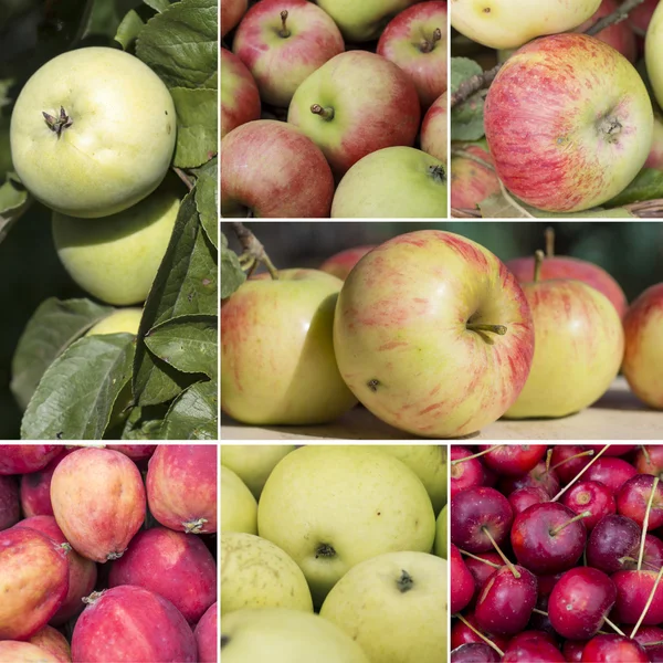 Square collage of apples of different varieties — Stock Photo, Image