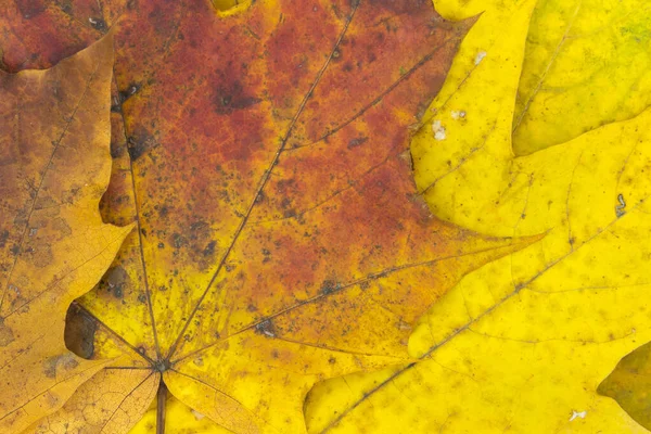 Background Colorful Autumn Leaves Maple — Stock Photo, Image